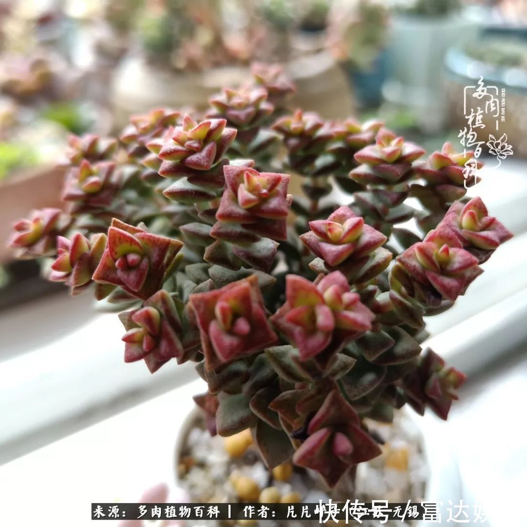 养肉路上,累并快乐着!时光不语,静待花开!