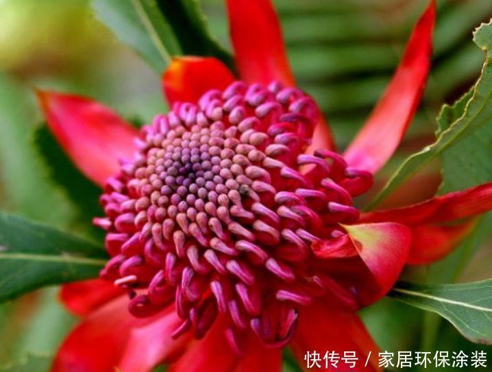 4种富贵花,添福添贵添好运,好养又漂亮,一开就是300多天