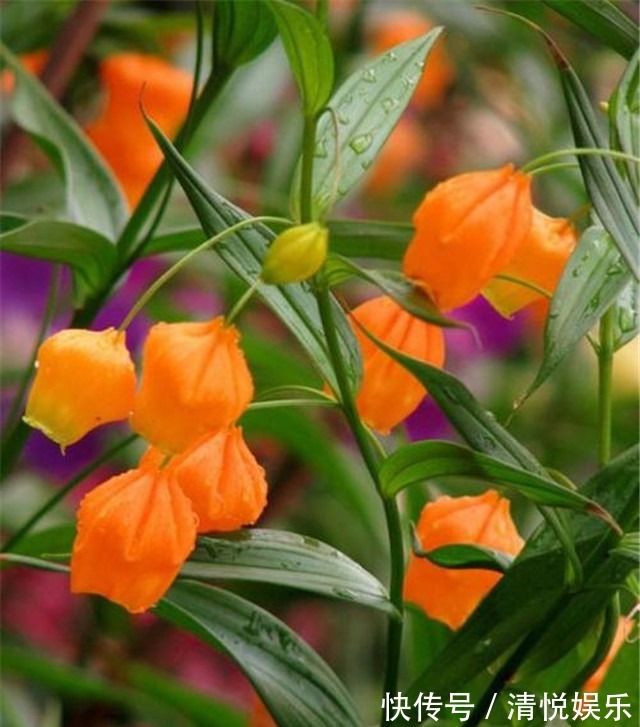 新手养花,适合养一盆“阳台精品”宫灯百合,温文尔雅,花开饱满