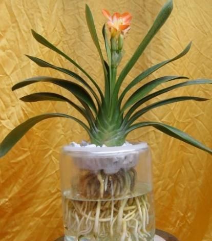 自来水|君子兰不开花还总是烂根教你一招,君子兰从此长不停