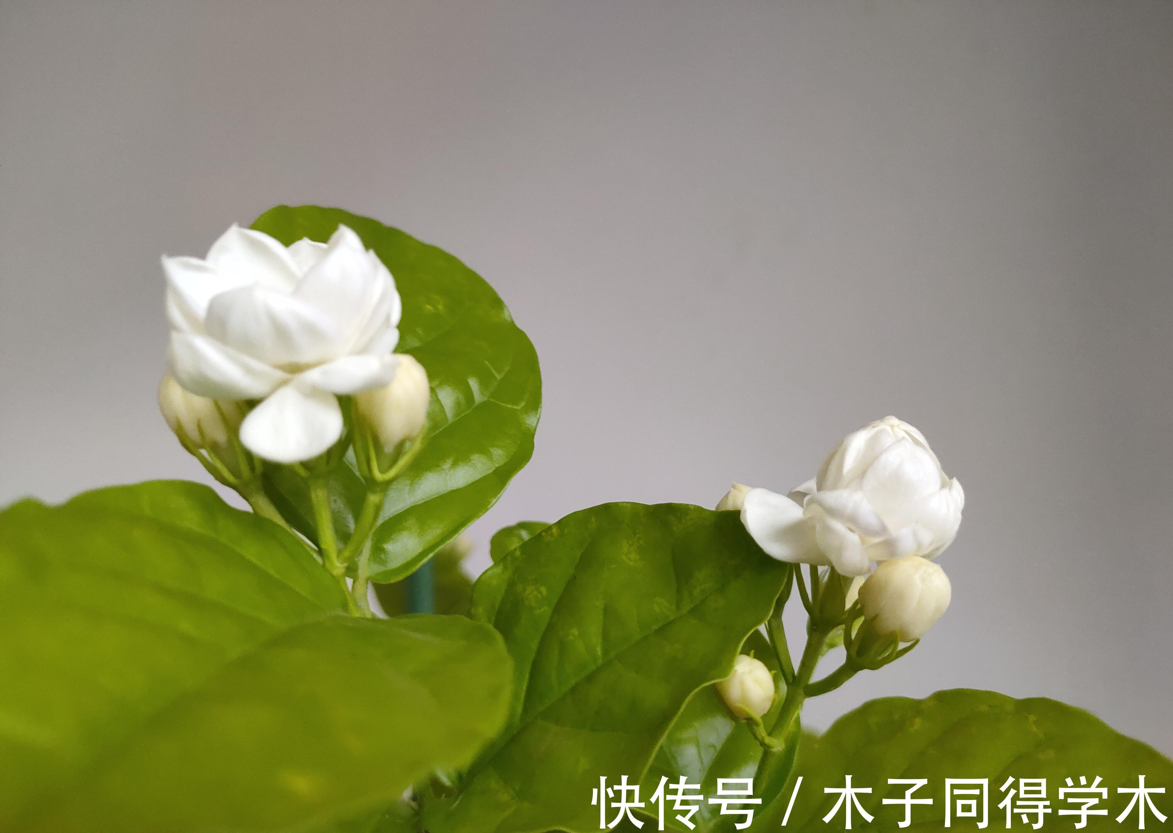 发黄|茉莉花的叶片发黄，给花盆里埋铁钉子，你交了多少“智商税”？