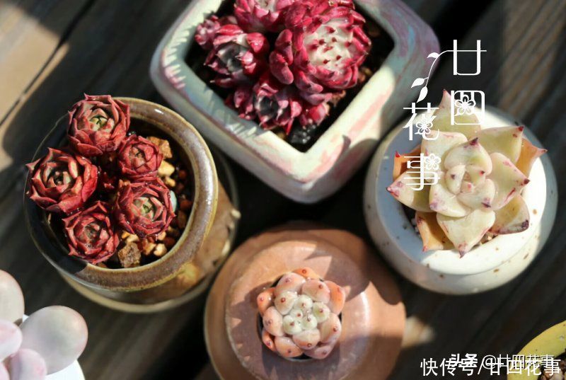 新手养多肉，这事很关键，掌握好事半功倍，但容易被忽略