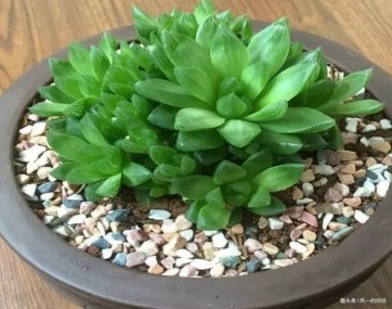 家养玉露总是习惯性生病注意好这些方面，才能长如绿葡萄