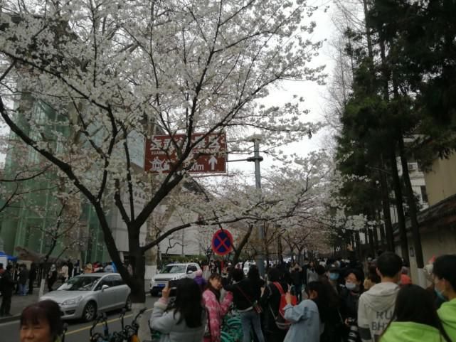 鸡鸣寺樱花开已开，最美800米露真容