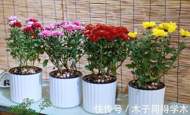夏日|夏日贪凉，喝冷饮不如养盆花中隐士菊花，心静自然凉