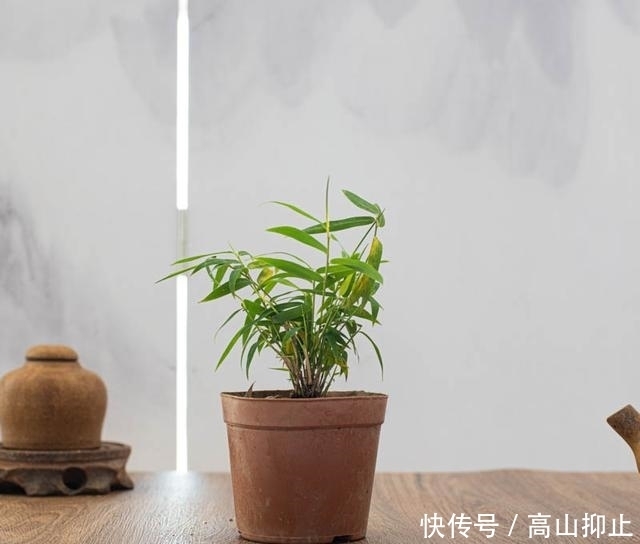 盆栽竹子图片大全 盆栽竹子图片大全