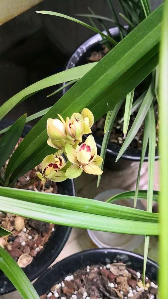 阳台就养这些花，花香味浓，久聚不散，香味飘满屋！