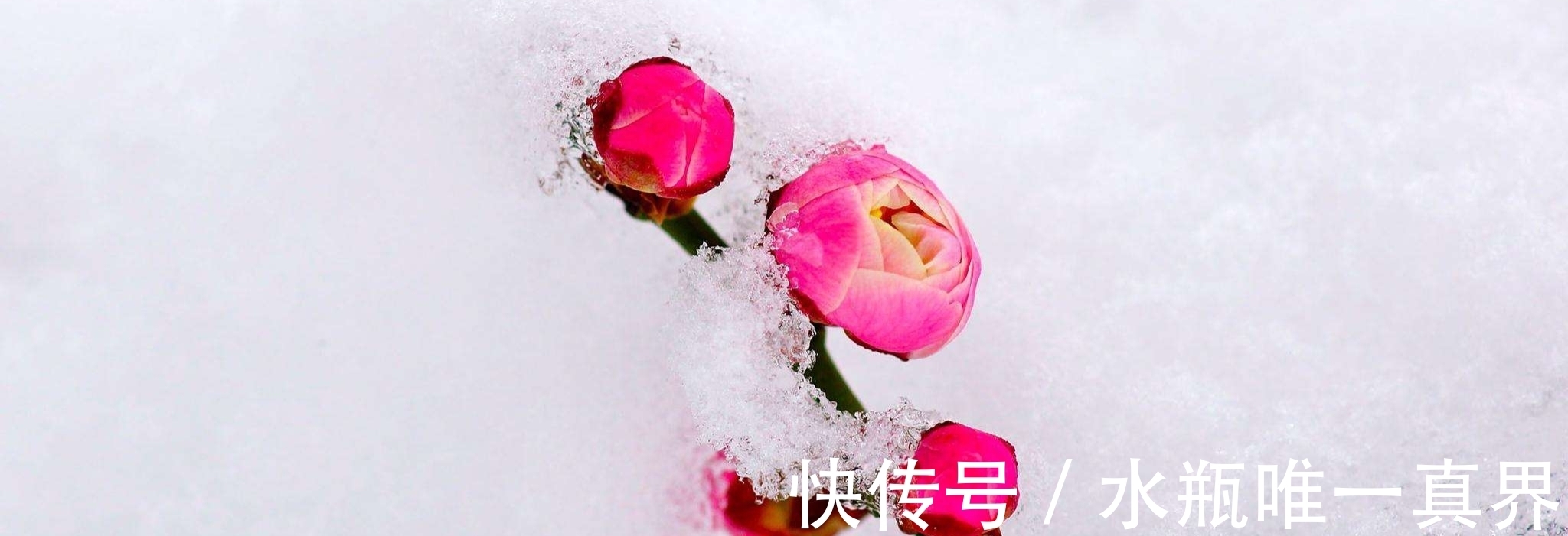 梅香&时入腊月春可盼，雪落伴梅香，婉约在人间