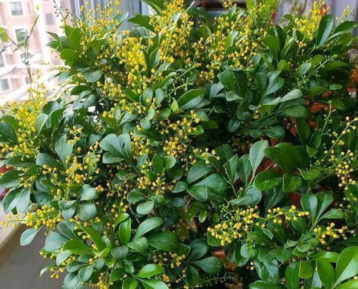 4种花好养又漂亮,花朵大花期长,花朵迷人,阵阵花香