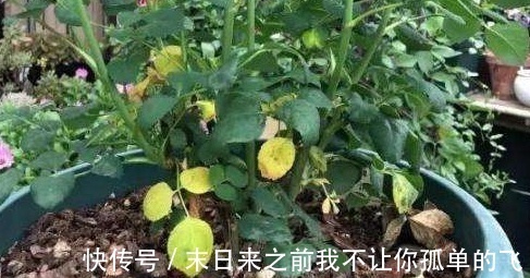 秋天给月季浇点这种水，不黄叶不生病，花苞长不停！
