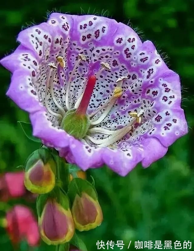 奇花|奇花、奇花、奇花、罕见奇花,赶快打开欣赏吧