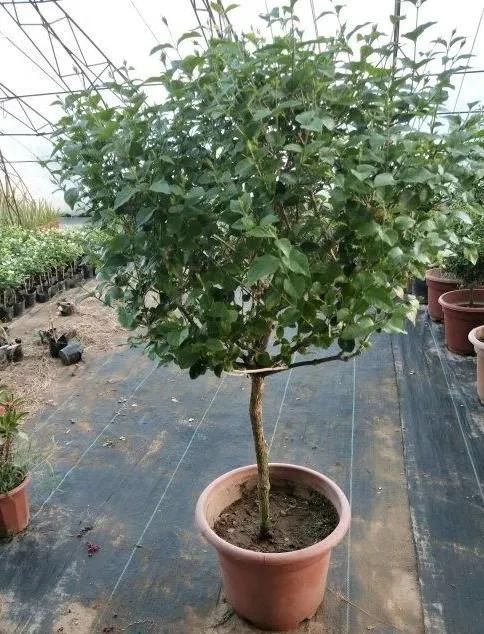 茉莉花后赶紧剪,剪完就开花,一直剪一直开