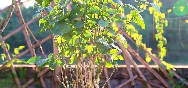 夏至|茉莉花这样养,新枝多花蕾多香味浓,自夏至秋开花不断