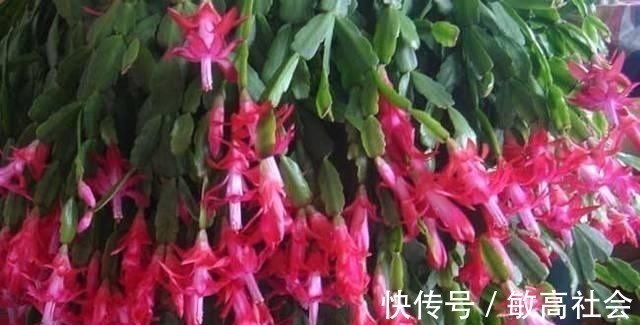 养蟹爪兰时先养根,盆里埋点这种东西,根系更旺,开花更多