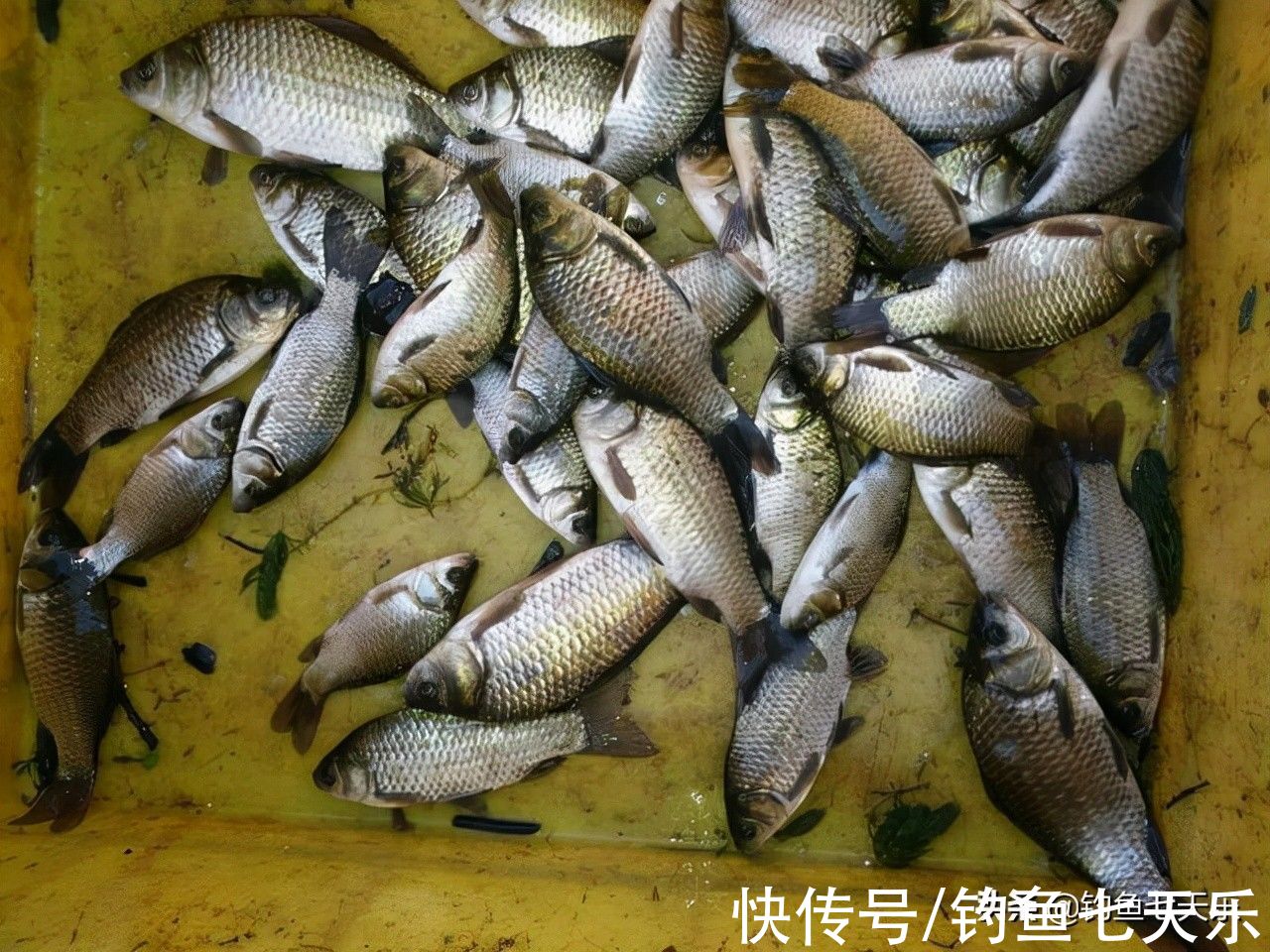 冬季钓不到鱼？分享6个冬季钓鲫鱼的垂钓技巧