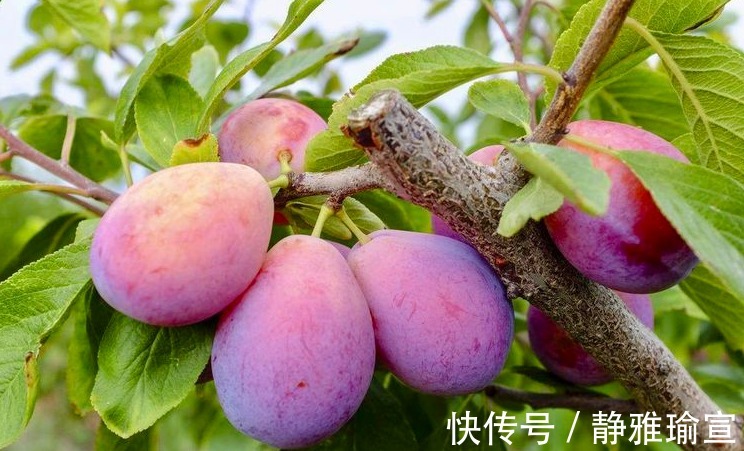 抗氧化剂|女人想要年轻，每天吃2个西梅，抗衰老，美容，排毒素，效果显著