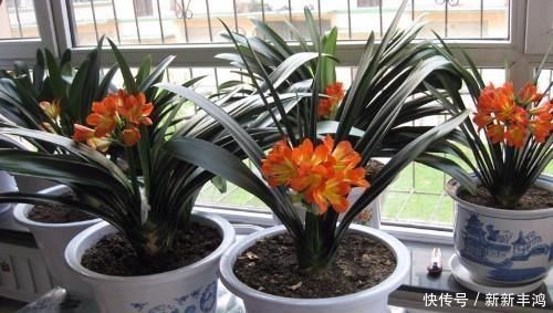 给花浇水时加点这东西,全年不施肥,照样花开爆盆