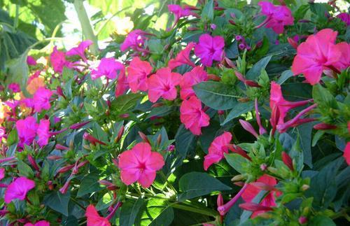 被名字耽误的8种花，好养好看开花惊艳，你最喜欢哪种？