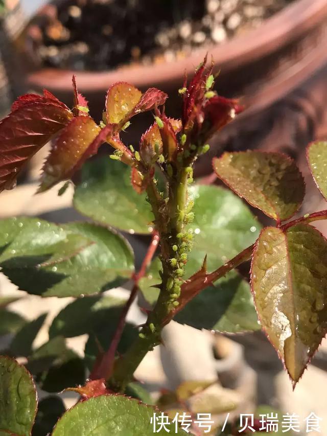  给花喷点它，虫子2天全死光，花朵猛开爆满盆！