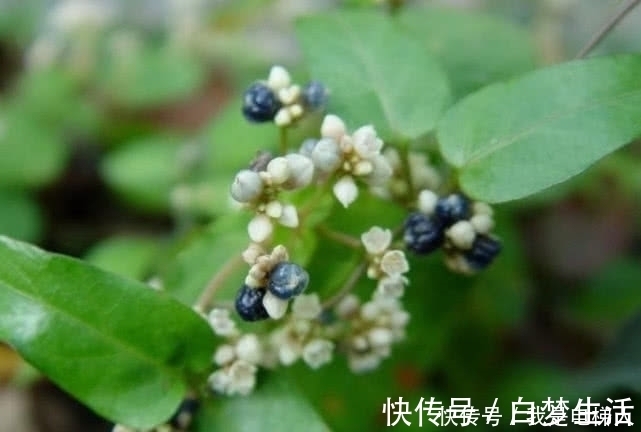 野果|农村这野果名为“火炭母”,因样子奇丑而被人记住,现在十分少见