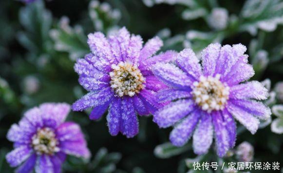 谁见了都喜欢的花，好养又漂亮，花期特别长，美极了