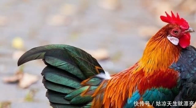 长见识了|农村杀公鸡时，喜欢给公鸡灌一口白酒，是为什么？看完长见识了！