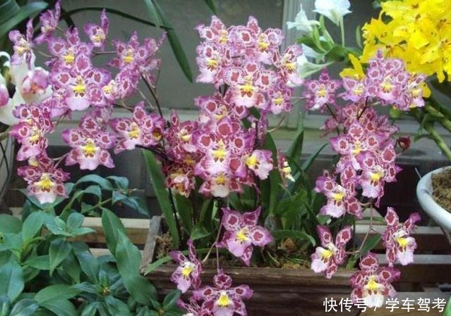 家中养什么花别错过“这5种”，四季赏花，四季常青，净化空气！