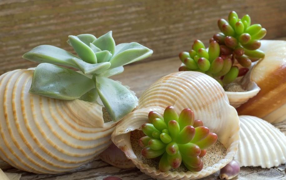 多肉植物入手经验浅谈,如何选择适合的多肉,这是一篇防坑指南