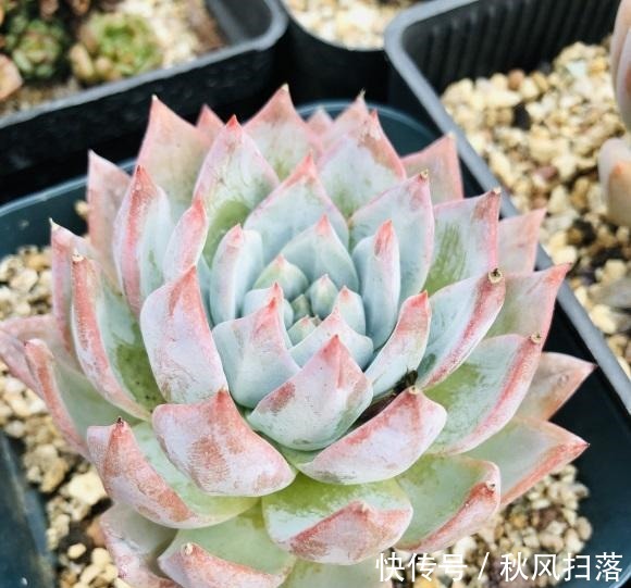 养好多肉分几步?2步就够,不要去模仿别人,技术是自己的