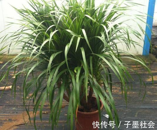 扦插|很贵的“3种树”，不想买就扦插，1根枝条扔盆里，16天生根冒芽