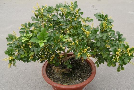 米兰花怎么浇水施肥 米兰花期管理技巧这样养开花时间更长