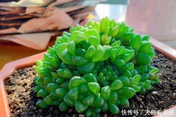 根不黄叶|花盆中撒一把，不管多焉多难养的花，不烂根不黄叶,花开爆盆