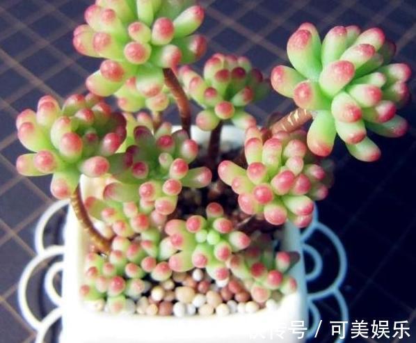 什么状态的多肉需要趁早换盆碰上4种情况，早动手早受益