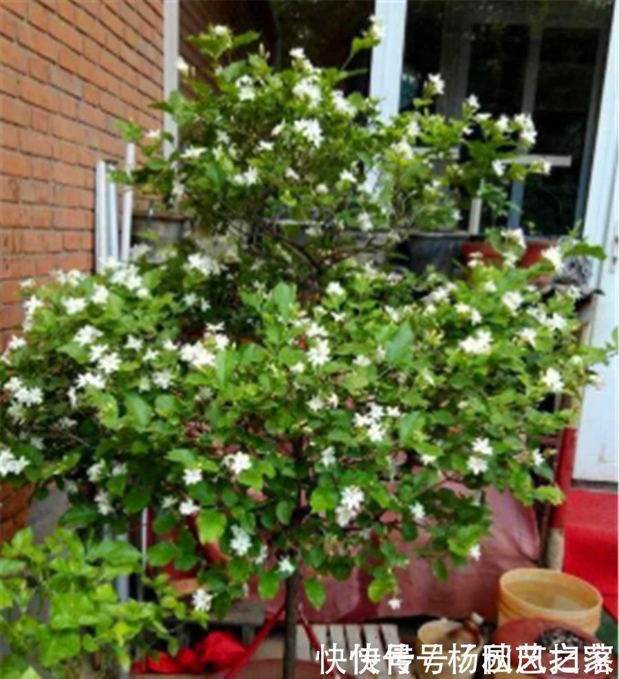 根系|冬天养茉莉花，做好“3个狠”，枝干健康根系壮，到了春天开爆盆