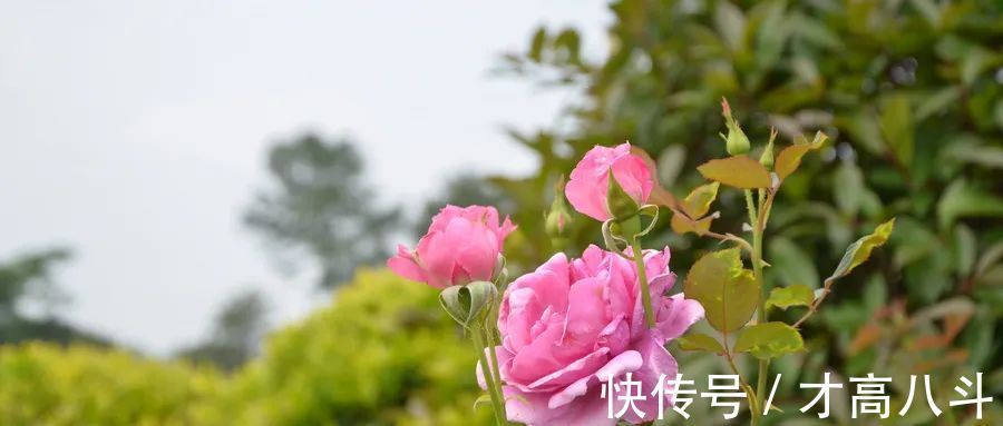 夏日登车盖亭@40句惊为天人的诗词,哪一句是你的最爱?