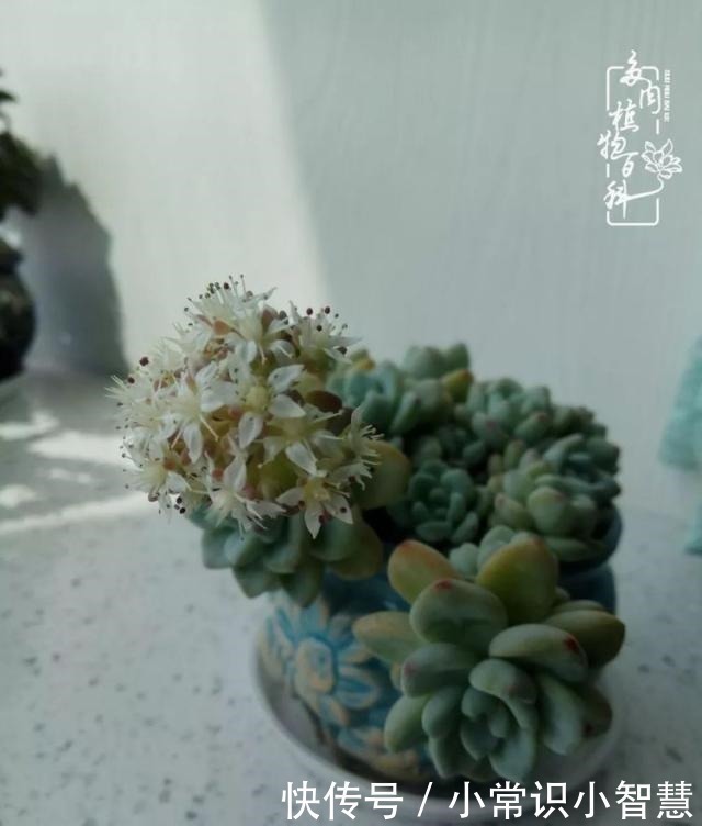 艳日辉|我是多肉飘窗党，我来晚了！我是多肉飘窗党，我来晚了！