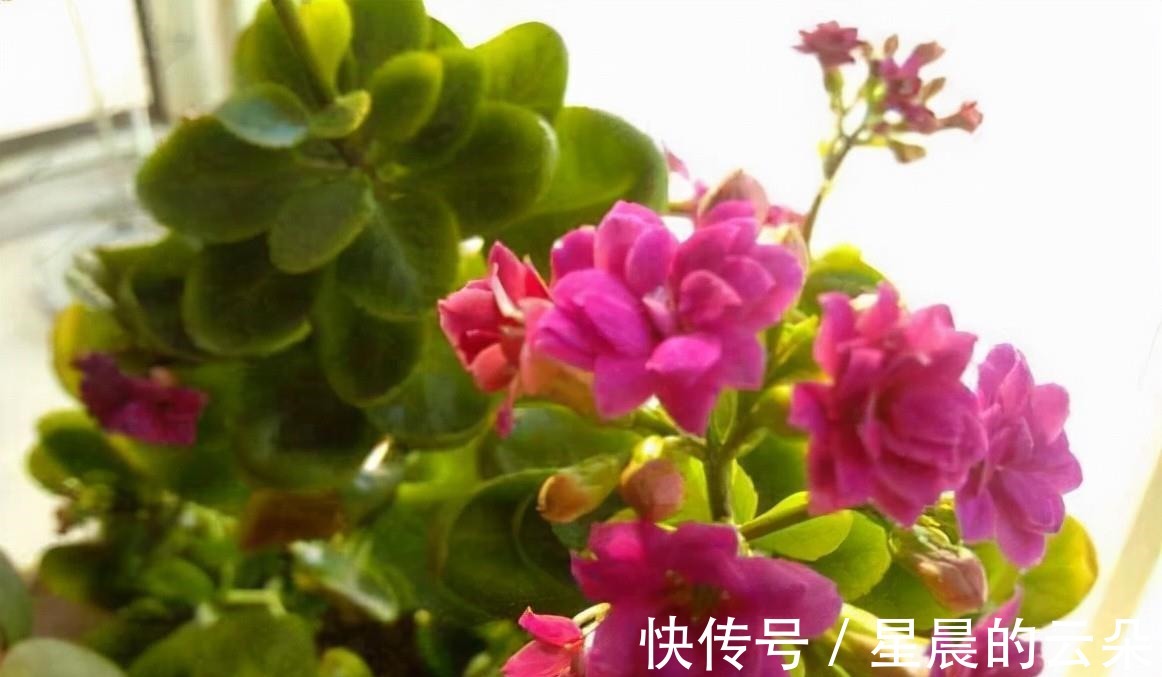 水仙花|养这5种盆栽，0℃都开花，且最后一种花期超长，像假花一样