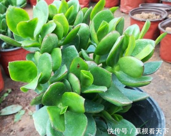 花长得旺不旺,全靠浇水勤不勤3种花是例外,尤其初春,能浇死