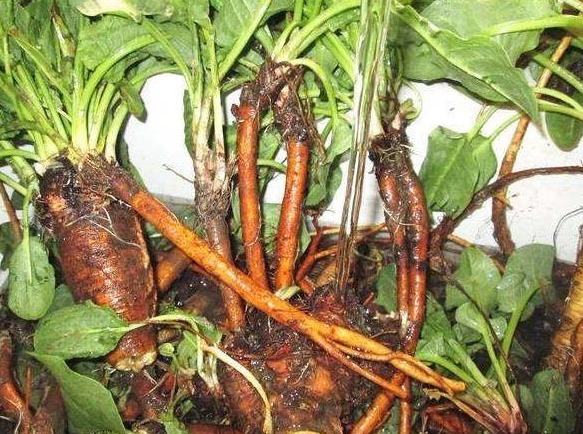 农民朋友|这野草名叫金不换,以前农民见了当害草,现在当个宝