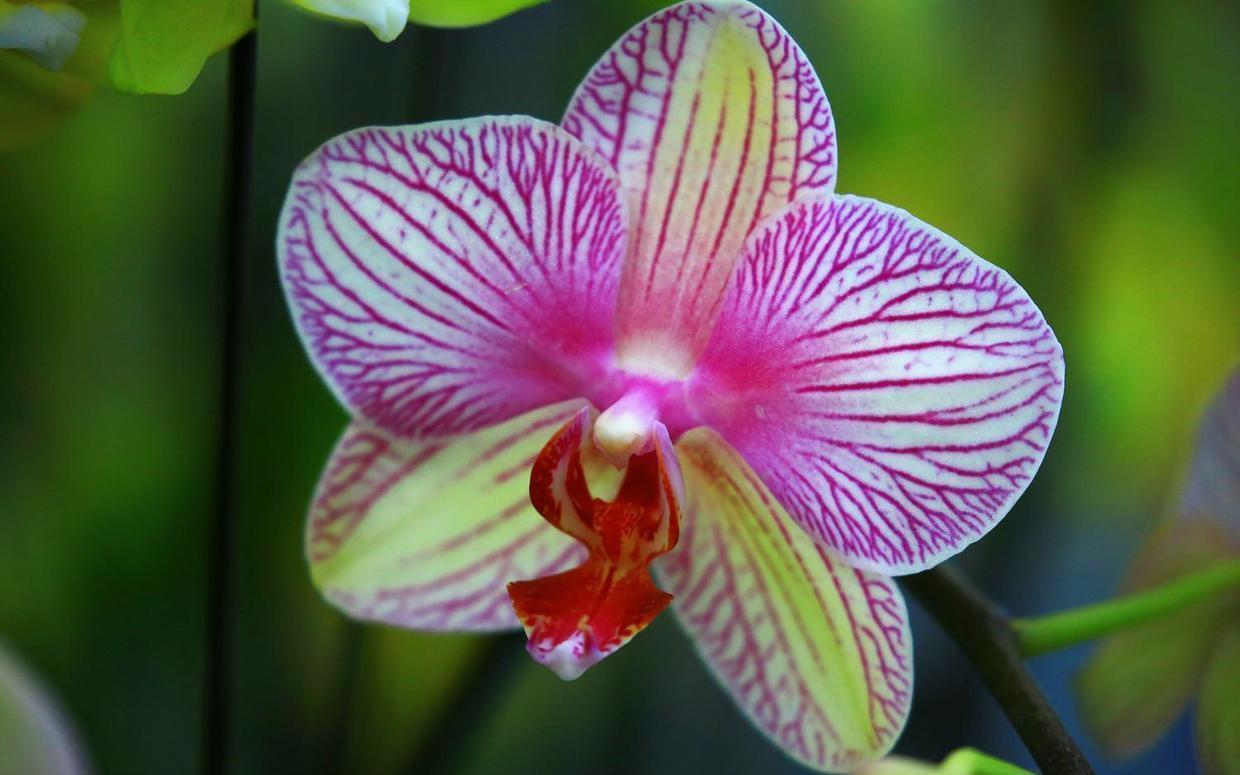 解决|蝴蝶兰叶片发软开花不积极,哪里出了问题,先从这2点解决