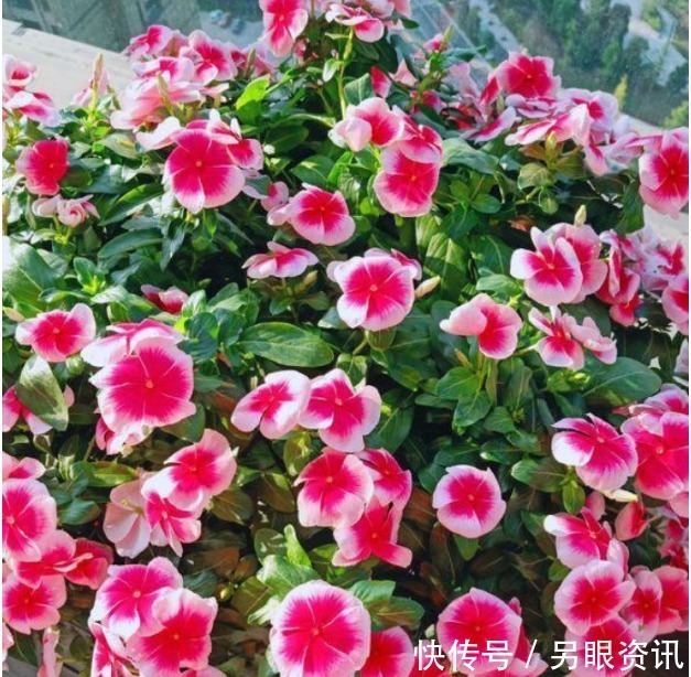 爆盆|现在就养“4种花”,花朵开正旺,随手一养就爆盆,开成小花园!