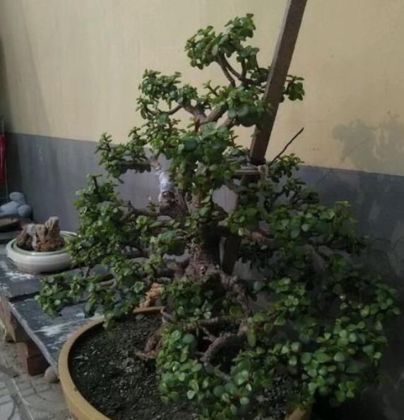 金枝玉叶如何养？平时给予3个条件，枝干变得木质化，3年成老桩