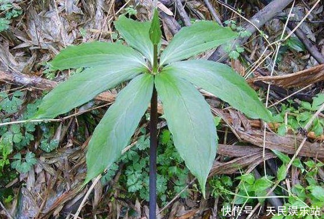 它很少长在竹林，若你能有幸偶遇，哪怕误除竹笋，也别伤到它