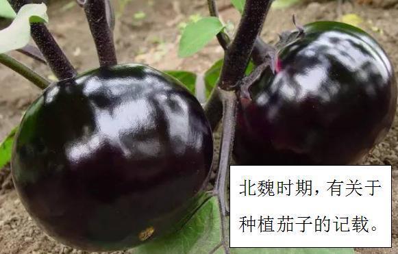 茄子起源本土并不是,它背后隐藏着几千年的历史文化!