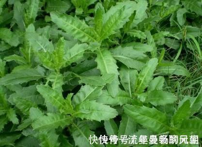 瘀滞者|提个醒路边见到这种野菜,记得拔回家,能治疗肝炎,早知早好