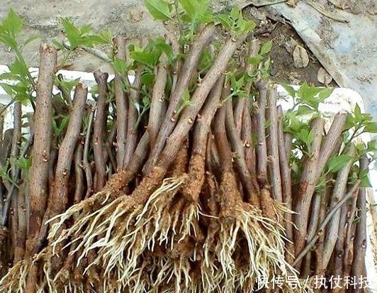 去河边挖点它，用来扦插花卉，只需5天就生根，一下养出十几盆