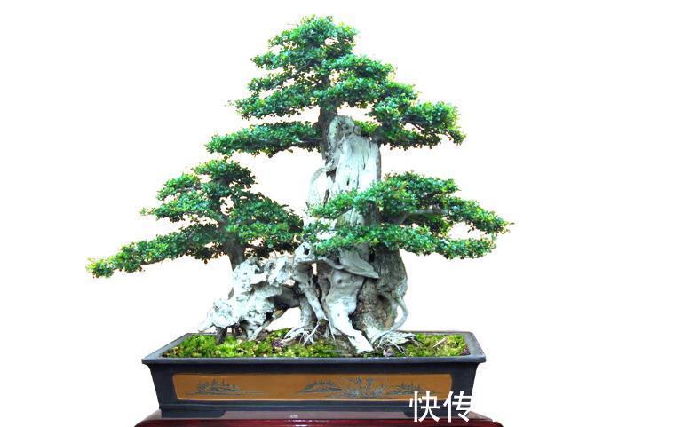 树桩盆景换盆换土学会这几招，让你养的枝繁叶绿