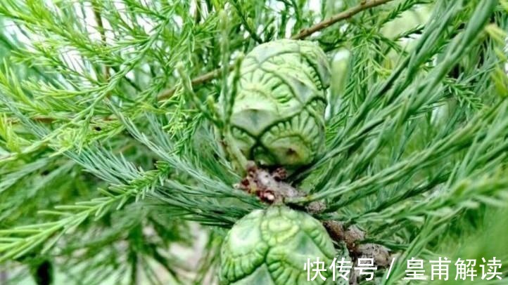 药用价值|专家:寒热毒气重,莫慌!常食此野果,理气止痛,赶走体内寒毒