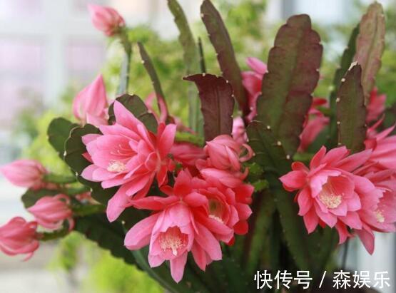 令箭荷花怎么养开花多 花期前的养护技巧你学会了吗