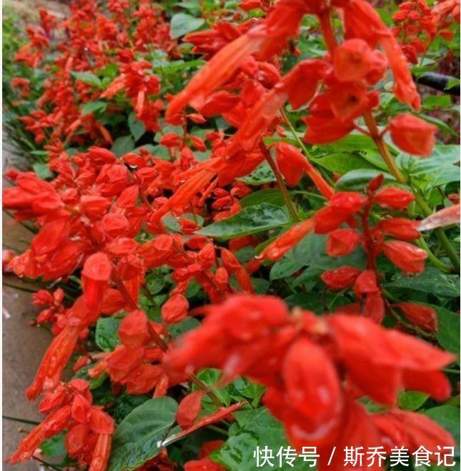 温室|家养此款花,耐旱耐热懒人必备,简单几个技巧,轻松养爆盆